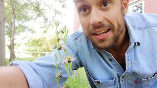 BBCEarthPresenterSearch  Duncan Wigman  The Bee Orchid [upl. by Aizat920]