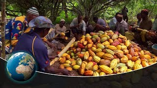 Fair trade in cocoa from the Ivory Coast [upl. by Bayly]