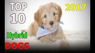 Top 10 hybrid dogs in the World 2017  Top 10 animals [upl. by Theodoric593]