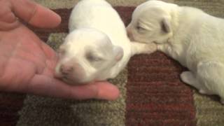 Maltipoo Puppies at 2 weeks [upl. by Elson]