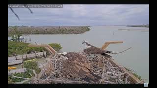 Captiva Osprey Cam  Ruby amp Jack and the intruder [upl. by Yehtomit]