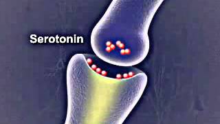 How Do Antidepressants Work [upl. by Weiman]