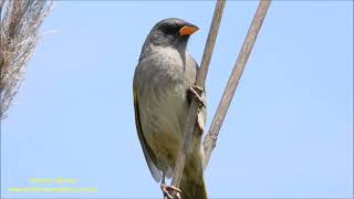 Great PampaFinch singing Embernagra platensis UY by Antonio Silveira [upl. by Anilas795]