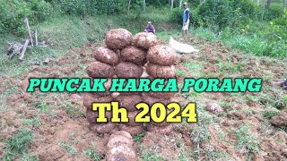 PUNCAK HARGA PORANG MUSIM 20242025 [upl. by Salbu]