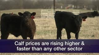 Livestock Marketing March 9 2024 [upl. by Riebling]