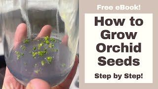 How to Grow ORCHIDS from SEED Step by Step [upl. by Yllah99]