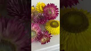 Grow Strawflowers From Seed In Your Garden [upl. by Retse]