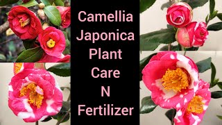 Camellia japonica plant grow care n fertilizer winter flowering plant camellia के पौधे की देखभाल [upl. by Manlove]