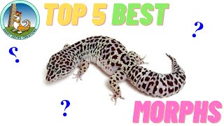 TOP 5 BEST leopard gecko MORPHS  BEGINNER edition [upl. by Annailuj]