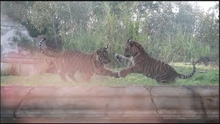 MOST ACTIVE I HAVE EVER SEEN THE ANIMALS AT ANIMAL KINGDOM Disney World Vlog [upl. by Auhesoj]