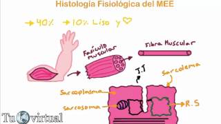 Fisiología  Contracción Muscular Parte 1 Histología Fisiológica del músculo estriado esquelético [upl. by Lauretta397]