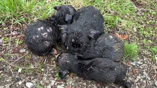 Shivering soaked little puppies rescued out of the rain  Stray Rescue of StLouis [upl. by Eiramrebma685]