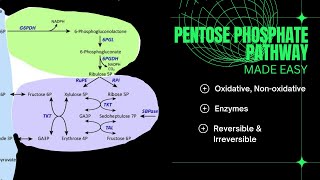 Pentose Phosphate PathwayMETABOLISM [upl. by Oirramed]