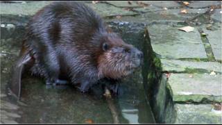 Canadian beaver  Augsburg Zoo [upl. by Sehguh]