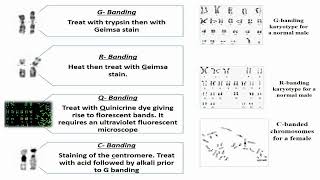 Banding Techniques for Chromosomal Karyotyping [upl. by Sremlahc]