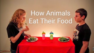 How Animals Eat Their Food [upl. by Dag968]