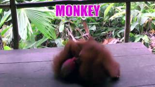 Uakari Monkey from Peru [upl. by Concepcion]