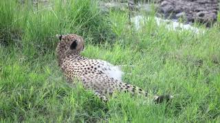 Happy Cheetah Postmeal Maasai Mara [upl. by Archibald]