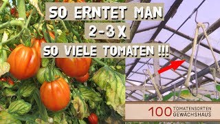 Tomaten Ausgeizen Anbinden mit Tomatenhaken  100 Tomatensorten Gewächshaus [upl. by Westbrooke]