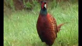 Philip the friendly pheasant [upl. by Naved]