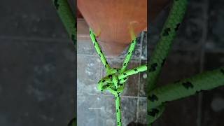 The Most Versatile Knot You Can Learn [upl. by Sellig]