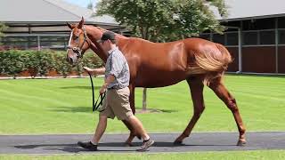 Lot 88  Snitzel x Bulbinella colt [upl. by Fasto]