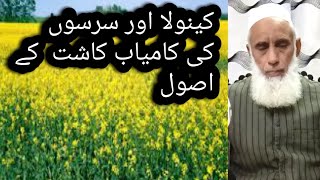 Cultivation of canola and sarsoon rapeseed in Pakistan [upl. by Yral523]