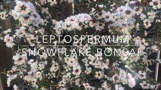 Bonsai  Snowflake Leptospermum [upl. by Lenni160]