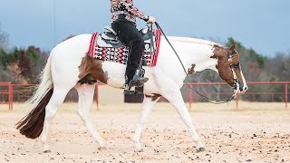 CHOCOLATE NEVER LIES  2015 Tovero APHA Stallion [upl. by Nicram]