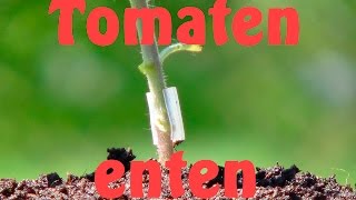 Tomaten enten [upl. by French]