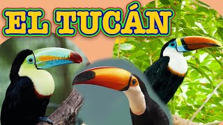 EL TUCÁN 🪶  Videos educativos para niños  Los animales  LAS AVES  Documentales para niños [upl. by Anairotciv344]