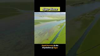 ALGAE BLOOM  algaebloom  WHAT IS ALGAE BLOOM shortsviraltrending [upl. by Angi372]