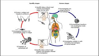 Ciclo biológico de Leishmania  Leishmaniasis [upl. by Novehc]