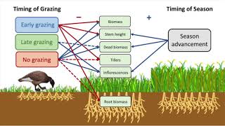 Phenological mismatch between season advancement and migration timing alters Arctic plant traits [upl. by Granese]