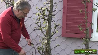 Wie schneide ich einen älteren Malini Apfelbaum Säulenapfelbaum [upl. by Emera]