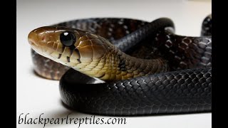 Texas Indigo Snakes from Black Pearl Reptiles [upl. by Ertnom348]