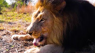 Lion FEEDING Day  The Lion Whisperer [upl. by Jennica335]