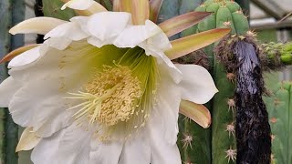 Trichocereus chalaensis aka Echinopsis chalaensis [upl. by Gem]