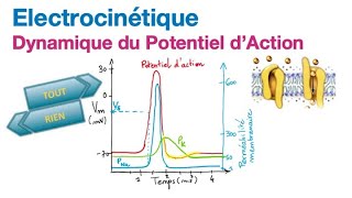 Electrocinétique 26 Dynamique du Potentiel dAction [upl. by Annhej]