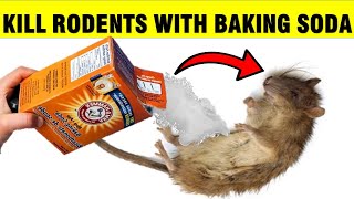 How To Kill Mice amp Rats RODENTS with Baking Soda [upl. by Virgel]