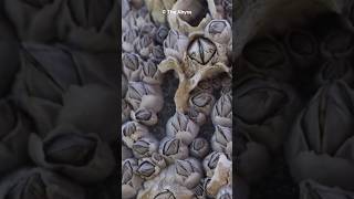 What Are Barnacles  Marine Mysteries Uncovered shorts [upl. by Negroj]