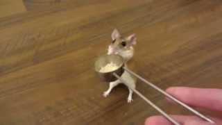 how to teach a mouse to spin on cue [upl. by Maice]