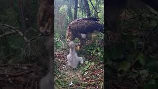 Ep65 Parent birds brings food to feed the babies in their nest birds nest daily life birdslover [upl. by Tiersten208]