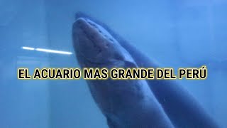 EXPLORANDO EL ACUARIO MAS GRANDE DEL PERÚ  ÚNICO CON TIBURONES  DILO NOMAS [upl. by Dulla]