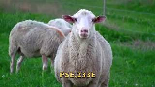 Breeding Rams 2018 [upl. by Anaihsat]