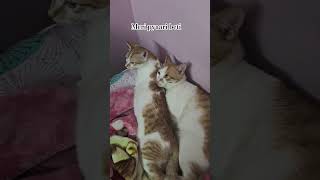 Unconditional love of fluffy for Marlow👶 trending  viral shorts catlover adoptnotshop pets [upl. by Okire1]