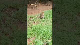 Wildlife Monkey in Mohanokor troop wildmonkeys shortsvideo wildanimal [upl. by Ardnek37]