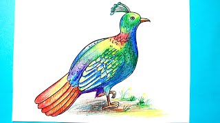 How to draw Danfe Lophophorus national bird easily Munal drawing [upl. by Jehanna]