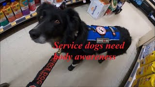 Body awareness is of utmost importance for service dogs  accessibility publicaccess [upl. by Eanerb]