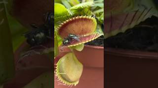 Most dangerous plants on the world 😱 facts viralshort [upl. by Miuqaoj]